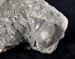 Tylotrochus subimbricata (ORBIGNY 1850) - Bild © FossNet FossilienStore